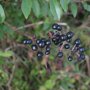 Ligustrum vulgare bessen